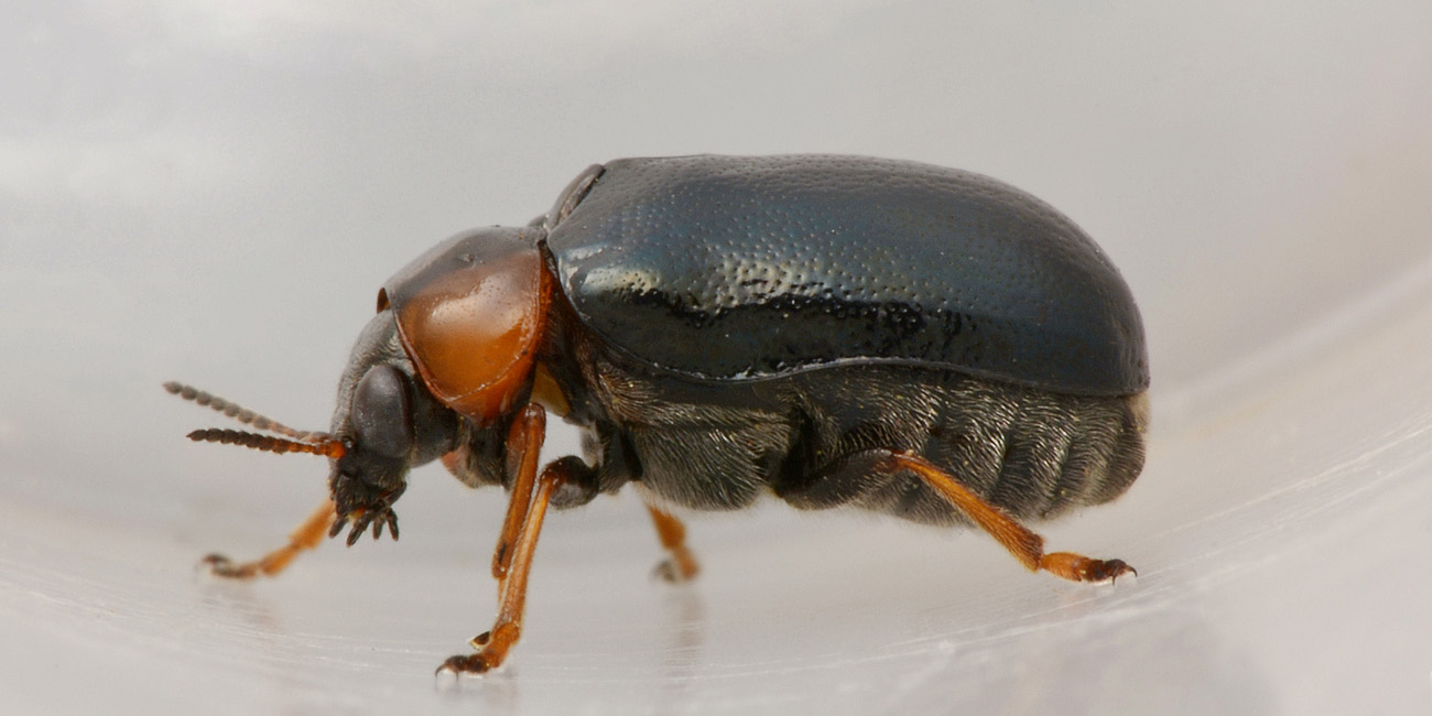 Smaragdina aurita, Chrysomelidae